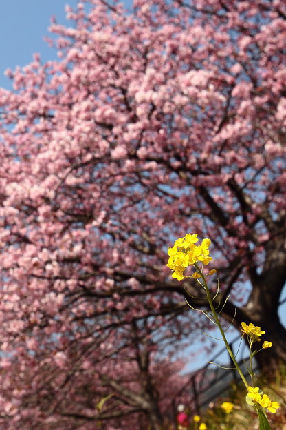 写真: IMG_9743