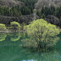 水中樹