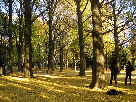 代々木公園黄色い絨毯
