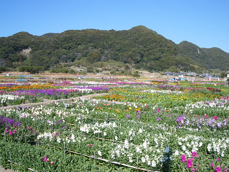 お花畑
