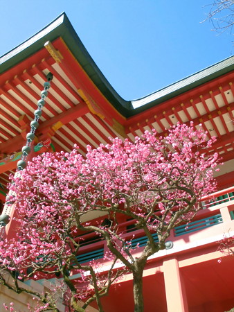 瀧泉寺(目黒不動尊)大本堂_紅梅