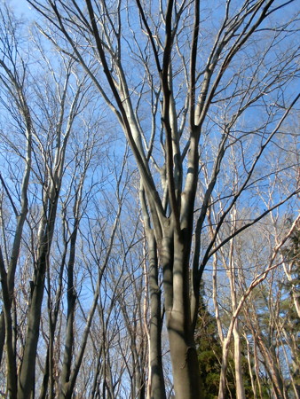 林試の森公園_裸木-01