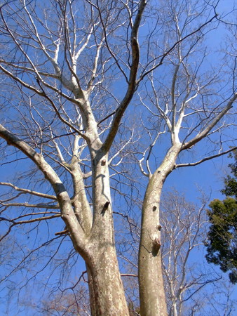 林試の森公園_裸木(モミジバスズカケノキ)-02