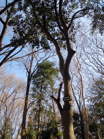 林試の森公園_ナナメノキ-01