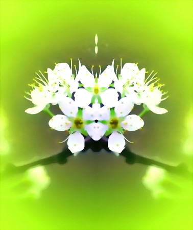 プラムの花-04c