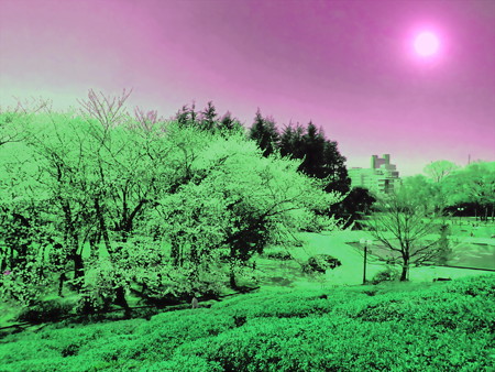 世田谷公園_さくら(2014)-02d