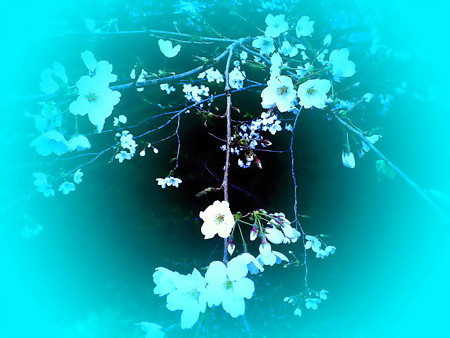 等々力渓谷_桜-01