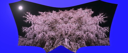 花月夜_枝垂桜-01a