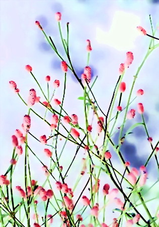 吾亦紅-02