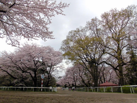 馬事公苑_桜(2016)-05