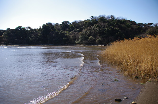 江奈湾の干潟
