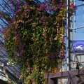 金谷ベース跡の打ち捨てられた温室の花