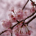 菅谷館跡の桜