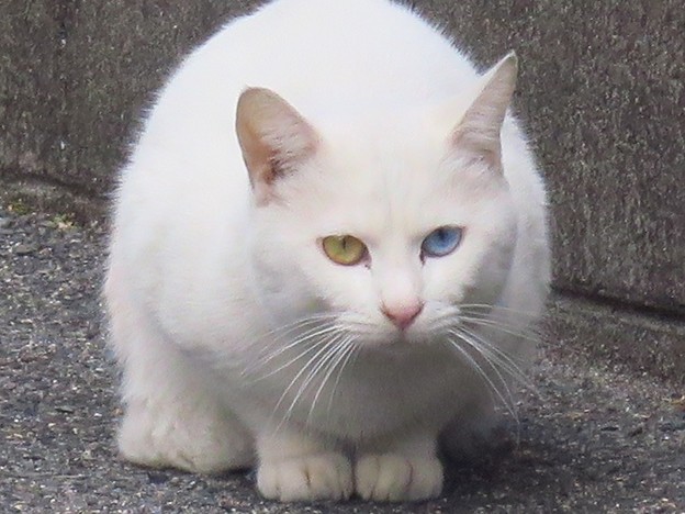 _180226 018 オッドアイ白猫