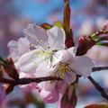 桜その11