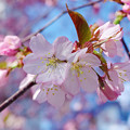 Photos: 桜その12