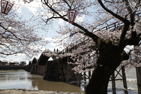 桜と錦帯橋