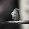 Photos: キビタキ幼鳥