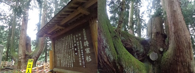阿賀野川将軍杉2