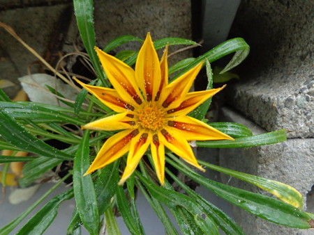 DSC00548