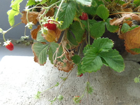 DSC00550