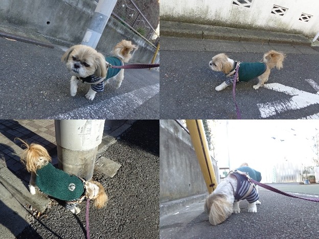 1月の散歩4