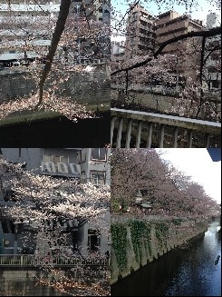 ママ誕生日桜