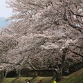 Photos: 家族の春:藤原宮跡桜03