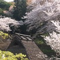 Photos: 茅葺き屋根:紀伊風土記丘桜04