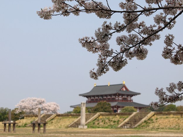 Photos: 平城宮跡桜10