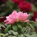 Photos: 花の寺:牡丹03