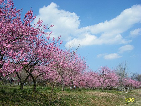 DSCF6427_P