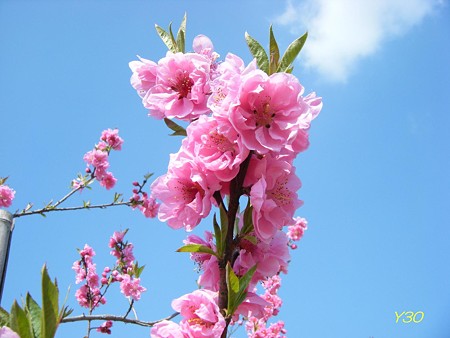 DSCF6406_P