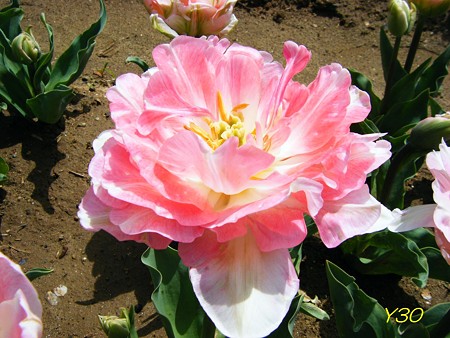 DSCF6561_P