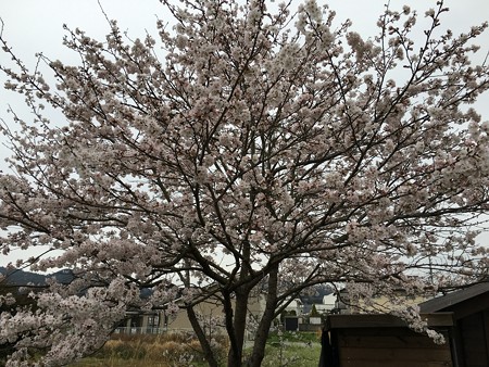 2016年 自宅桜