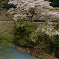 鴛鴦池の桜2