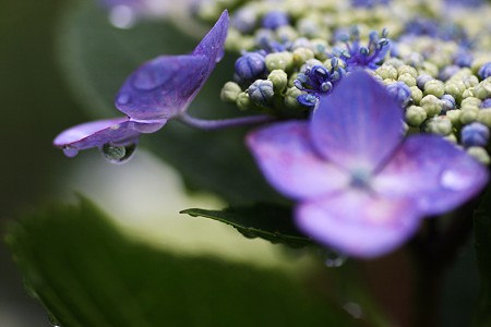 紫陽花　滴