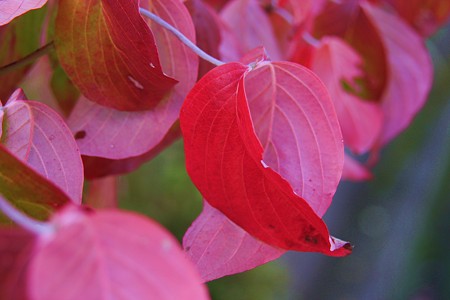 ハナミズキの紅葉