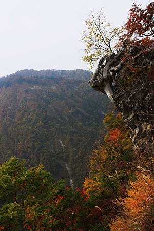 白山スーパー林道　　朽ち果てた老木に、息吹！(@_@。