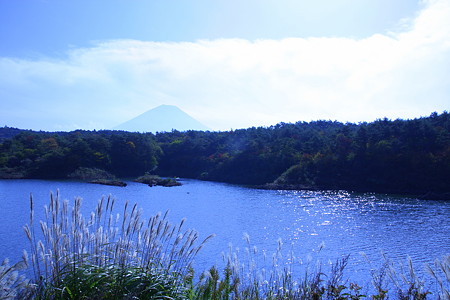 精進湖より　富士山