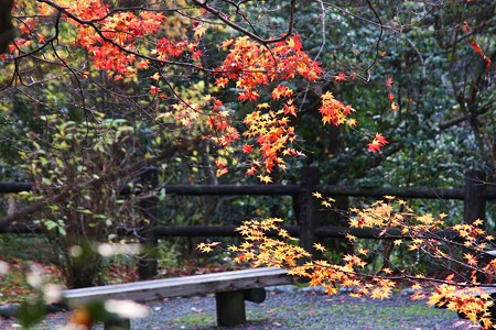 山中温泉　　ベンチとモミジ