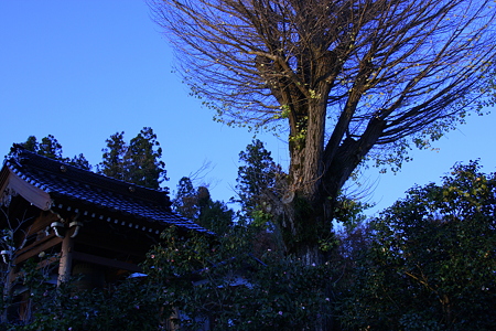 祐閑寺とイチョウの木