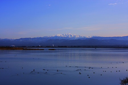 壁紙にしました。　白山と柴山潟　カモ