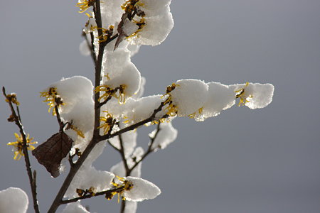 マンサクに雪帽子　　春一番に咲く花 (^^) ♪