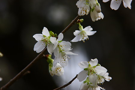 緑桜