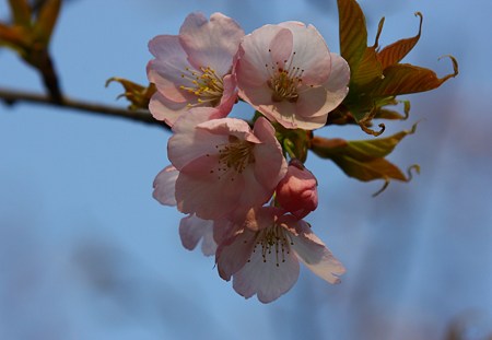 大寒桜