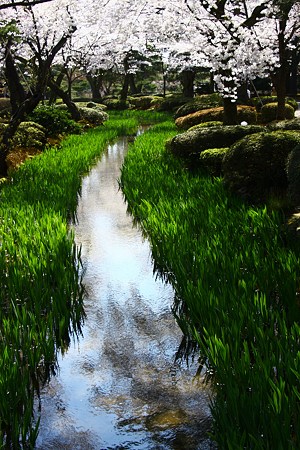 兼六園　曲水と桜