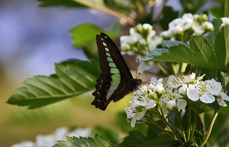 アオスジアゲ(2)　こっちの蜜があ～まいよ！ (#^.^#)