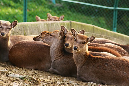 ニホンジカ　カメラ目線　　森林公園