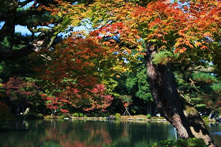 もみじ(7)　兼六園霞が池